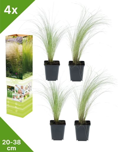 GARDENZO - 4x Vedergras - Stipa ten. 'Ponytails' - in P9 pot