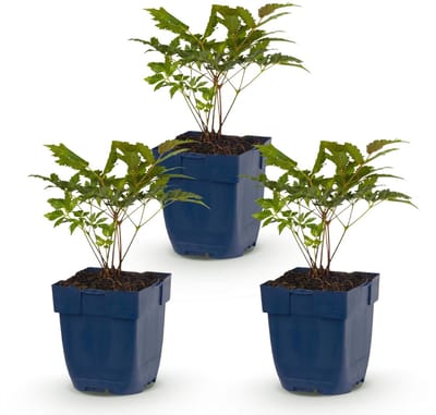 Green boutiQ - Vasteplant - Astilbe (A) Fanal - Pluimspirea - Schaduw - Rood - 3 Planten - Pot 11cm - Hoogte 15-25cm