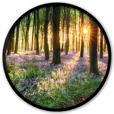 Poster in lijst Rond - Fotolijst 40x40 cm - Posters - Bos - Bloemen - Lavendel - Zon - Paars - Natuur - Ronde posterlijst zwart - Decoratie - Wanddecoratie woonkamer - Muurdecoratie slaapkamer