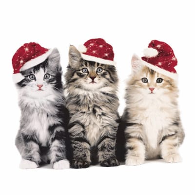 Lunch servetten Xmas cats - Paper + Design - 33x33 cm