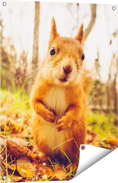 Gards Tuinposter Eekhoorn in het Bos tijdens de Herfst - 60x80 cm - Tuindoek - Tuindecoratie - Wanddecoratie buiten - Tuinschilderij