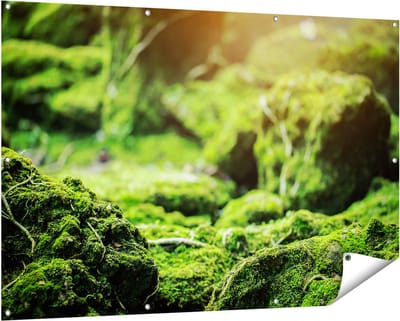 Gards Tuinposter Groen Mos Bedekt over Stenen - 150x100 cm - Tuindoek - Tuindecoratie - Wanddecoratie buiten - Tuinschilderij