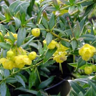 Berberis Frikartii 'Telstar' - Zuurbes - 25-30 cm pot: Donkerbladige, winterharde zuurbes