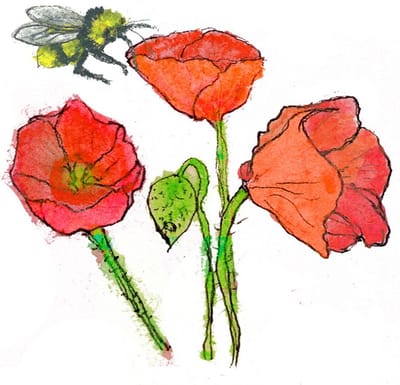 Kitty Blüm Set van 15 verschillende duurzame luxe enkele eco-wenskaarten zonder envelop locaal geprint Papavers Duurzaam pakketje van 15 stuks origineel cadeautje. Op de kaarten staan bloemen, vogels, landschappen. Oost Indische kers, Klaprozen etc