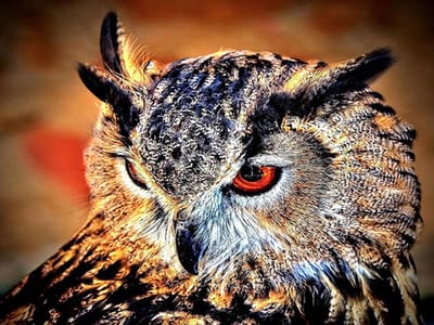 Diamond painting 30x40cm - uil bruin ( ronde steentjes )