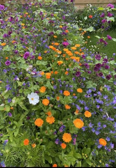 Veldbloemen Snijbloemen 1 kilo