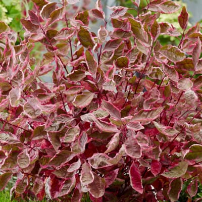 Cornus alba 'Miracle'® 40-60cm - Witte kornoelje, opvallende sierstruik met helder wit blad en rode takken