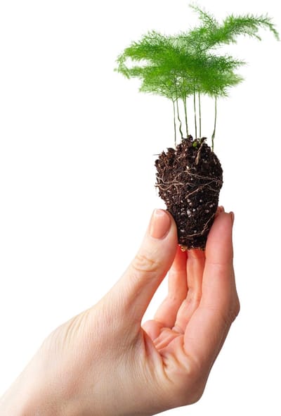 PLNTS - Baby Asparagus Fern - Kamerplant - Stekplantje 2 cm - Hoogte 15 cm