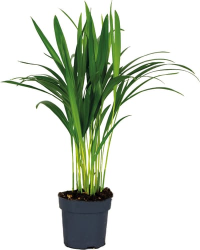 Bloomique - Dypsis Lutescens - Goudpalm - Areca - Palm - Kamerplanten - Luchtzuiverend - Diervriendelijk - Hoogte 30-40 cm - Pot 12 cm