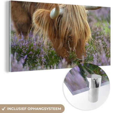 MuchoWow® Glasschilderij 40x20 cm - Schilderij acrylglas - Schotse Hooglander - Hoorns - Heide - Foto op glas - Schilderijen