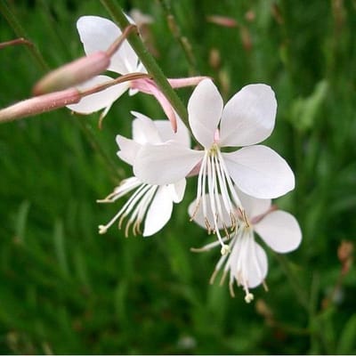 6 x Gaura Lindheimeri - Prachtkaars pot 9x9cm