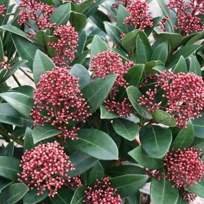 8 x Skimmia japonica Rubella Rood|Wit - Sierheester Wintergroene Struik in C2(liter) pot met hoogte 20-30cm