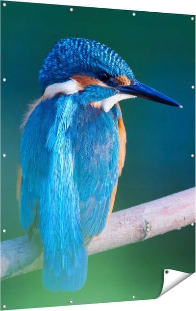 Gards Tuinposter Blauwe IJsvogel op een Tak - 120x160 cm - Tuindoek - Tuindecoratie - Wanddecoratie buiten - Tuinschilderij
