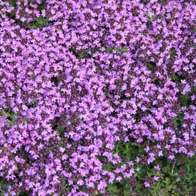 6 x Thymus Praecox 'Coccineus' - Tijm Pot 9x9 cm - Roodbloeiende Kruidenplant