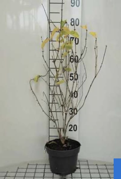 Tartaarse struikkamperfoelie - Lonicera tatarica 'Hack's Red' 40 - 60 cm in pot