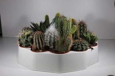 Succulux Cactussen Mix - 10 Cactussen Ø 5,5 cm Pot - Mini Kamerplanten - Bruiloft Decoratie Bedankjes