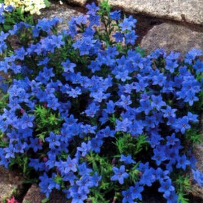6x Lithodora Diffusa 'Heavenly Blue' - Steenzaad pot 9x9cm, bodembedekkend en rijk aan kleur