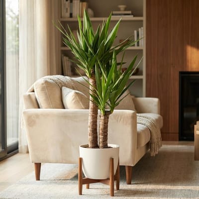 Green boutiQ - Kamerplant - Yucca - Yucca Elephantipes - Groen - Weinig onderhoud - 1 Plant - met Potter Wit - Pot 21cm - Hoogte 80 - 95cm
