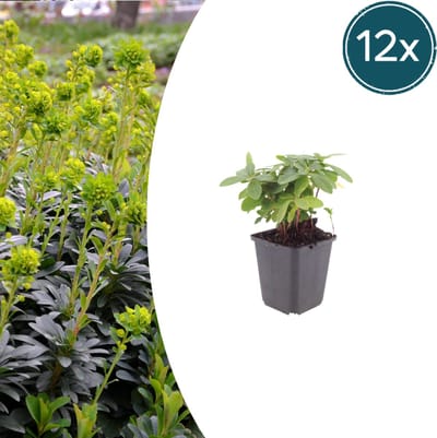 Tuinplantenshop.com | Euphorbia amygdal. robbiae | 12 stuks - Ø9cm - 10-25cm hoog - Tuinplant