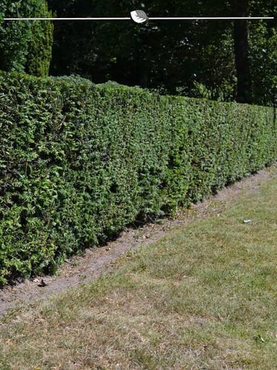 Venijnboom Taxus baccata 60-80 cm, 12x Haagplant