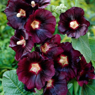 Stokroos (Alcea Rosea) - Zwart - Vaste planten - Bijen-Vlinders - Snijbloemen - Zomerbollen - Voorjaarsbollen - bloeit in Juni / Juli / Augustus
