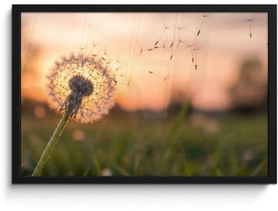 Poster in lijst - Fotolijst 60x40 cm - Posters - Paardenbloem - Zonsondergang - Veld - Posterlijst zwart - Decoratie - Wanddecoratie woonkamer - Muurdecoratie slaapkamer