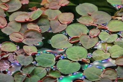 Moerings Phillanthus | Fluitans | Op Schaal 750cc
