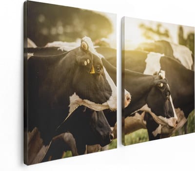 Artaza Canvas Schilderij Tweeluik Zwart Wit Koeien In De Wei Met Zon - 120x80 - Foto Op Canvas - Canvas Print