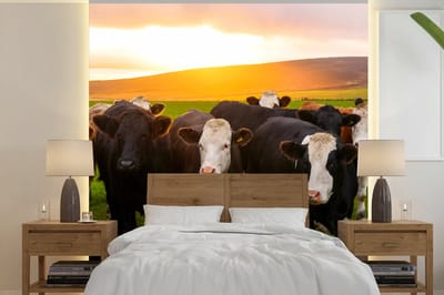 Behang - Fotobehang Koeien - Heuvels - Zonsondergang - Gras - Groen - Breedte 240 cm x hoogte 240 cm