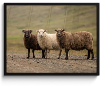 Poster in lijst - Fotolijst 80x60 cm - Posters - Schapen - Bruin - Wit - Grindpad - Posterlijst zwart - Decoratie - Wanddecoratie woonkamer - Muurdecoratie slaapkamer