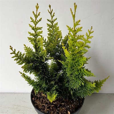 Chamaecyparis obt. 'Yellow Teddy Bear' - Schijncipres | 40-50 cm pot
