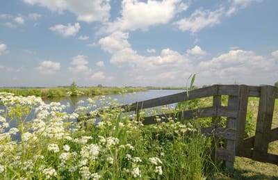 Fotobehang Langweer Friesland hek in weiland 250 x 260 cm - € 175,--