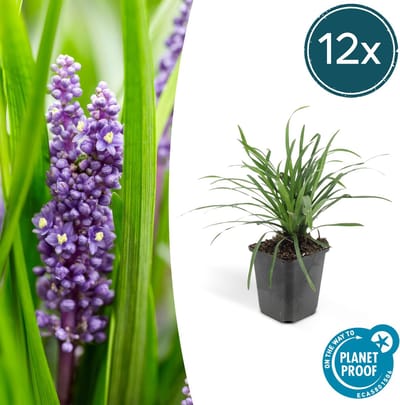 Tuinplantenshop.com | Liriope muscari 'Big Blue' | 12 stuks - Ø9cm - 10-25cm hoog - Tuinplant - Multideal