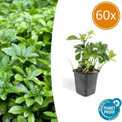 60 Stuks Schaduwkruid Green Carpet, Groenblijvende Bodembedekker, Pachysandra terminalis - 10-25cm - Ø9cm