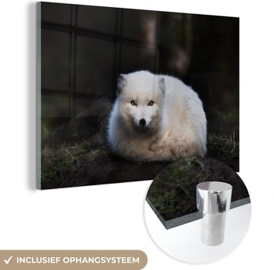 MuchoWow® Glasschilderij 30x20 cm - Schilderij acrylglas - Vos - Portret - Wit - Foto op glas - Schilderijen