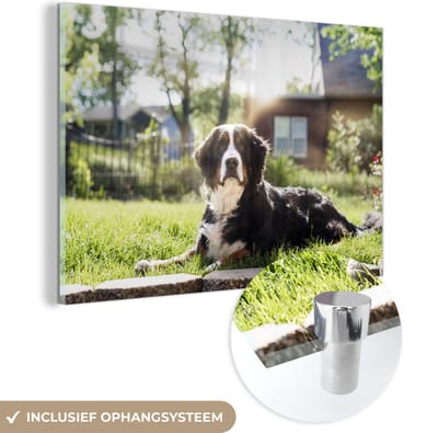 ® Glasschilderij 180x120 cm - Schilderij acrylglas - Zonnestralen langs de Berner Sennenhond - Foto op glas - Muurdecoratie woonkamer - Wanddecoratie slaapkamer - Schilderijen