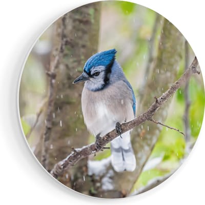 Artaza Forex Muurcirkel Blauwe Gaai Vogel In De Sneeuw - 70x70 cm - Wandcirkel - Rond Schilderij - Wanddecoratie Cirkel - Muurdecoratie