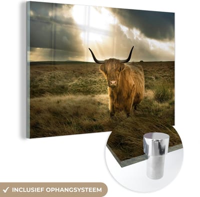 MuchoWow® Glasschilderij - Schotse Hooglander - Zon - Duin - Natuur - Dieren - 150x100 cm - Acrylglas Schilderijen - Foto op Glas - Muurdecoratie