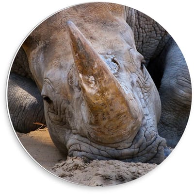 KuijsFotoprint - Schilderij - Hoofd Liggende Neushoorn - Bruin En Grijs - 30 X 30 Cm