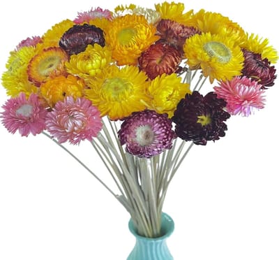 40 Stuks Natuurlijke Gedroogde Margrieten, Bloemenboeket met Steel voor Bruiloft, Thuisdecoratie en DIY Bloemarrangementen