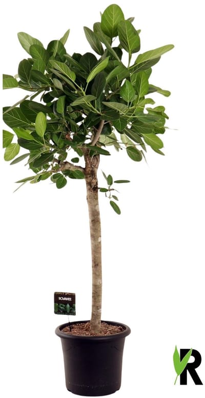 Ficus Benghalensis Audrey op stam 180 cm – Kamerplant – Vers Van De Kweker – Potmaat Ø40 cm