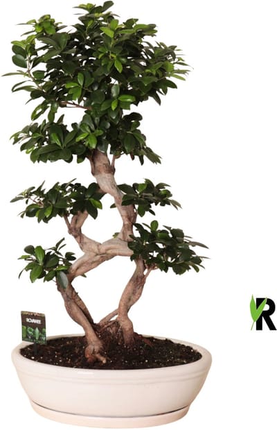 Ficus Microcarpa 8-type in witte keramiek ovaal schaal met schotel 95 cm – Kamerplant – Vers Van De Kweker – Potmaat Ø45 cm