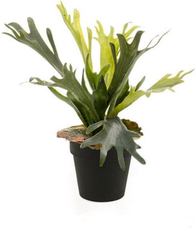 Emerald - Kunstplant in pot Varen Staghorn 36cm - Kunstplant voor binnen