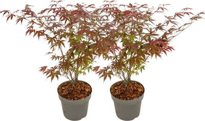 Plant in a Box - Acer palmatum ´Atropurpureum´ - Set van 2 - Japanse Esdoorn - Donkerrode bladeren - Pot 19cm - Hoogte 60-70cm