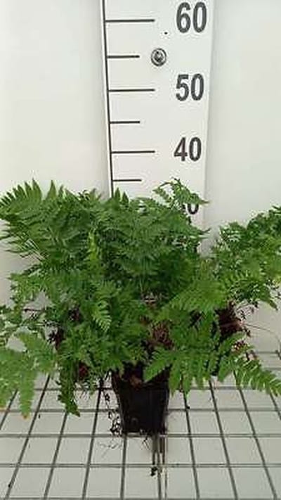6x Smalle Stekelvaren - Dryopteris carthusiana | 9x9 cm pot