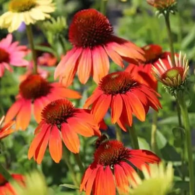 Zonnehoed (Echinacaea) - Echinacea Cheyenne Spirit - Vaste planten - Bijen-Vlinders - Snijbloemen - Zomerbollen
