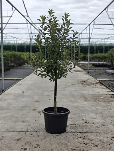 Malus domestica - Oude Appelboom 'Ecolette' - Onderstam Bitterfelder- 45L pot - ca. 2m