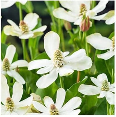 Moerings Anemopsis Californica | Water anemoon | In 18CM Mand Kant en Klaar