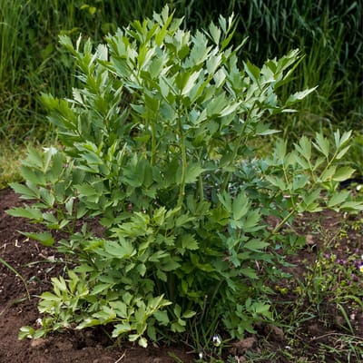 Bloomique - Set van 3 - Levisticum Officinale - Lavas - Maggiplant - Kruidenplanten - Tuinplanten - Winterhard - Hoogte 10-20 cm - Pot 9x9 cm