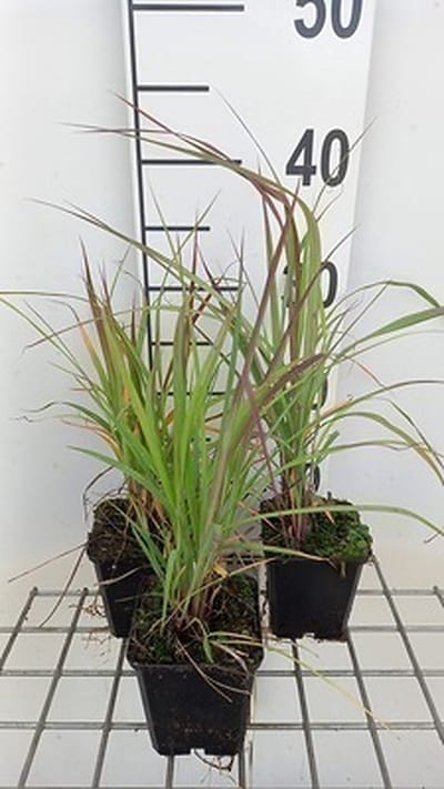 6x Baardgras - Andropogon gerardii | 9x9 cm pot
